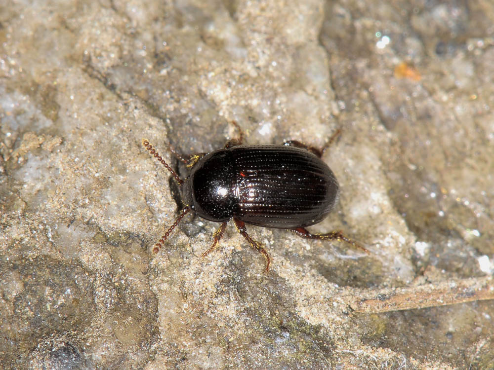 Agyrtes bicolor - Agyrtidae